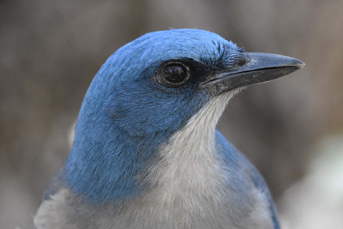 Mexican Jay - ML538649581