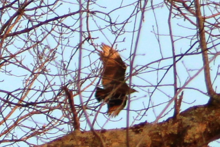 Red-tailed Hawk - ML538651541