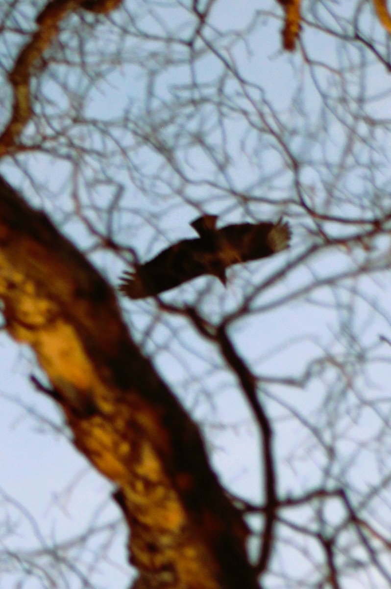 Red-tailed Hawk - David & Marnie Kuhns