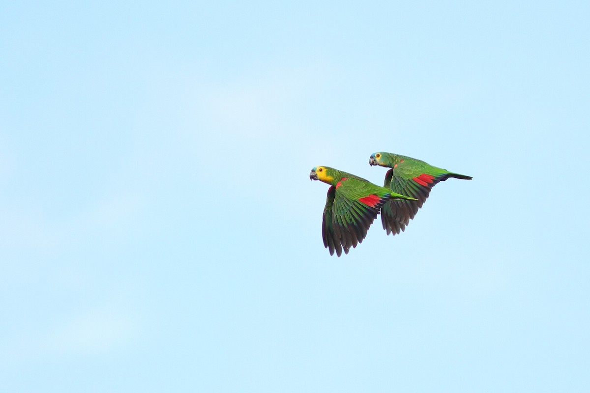 Turquoise-fronted Parrot - ML538655721