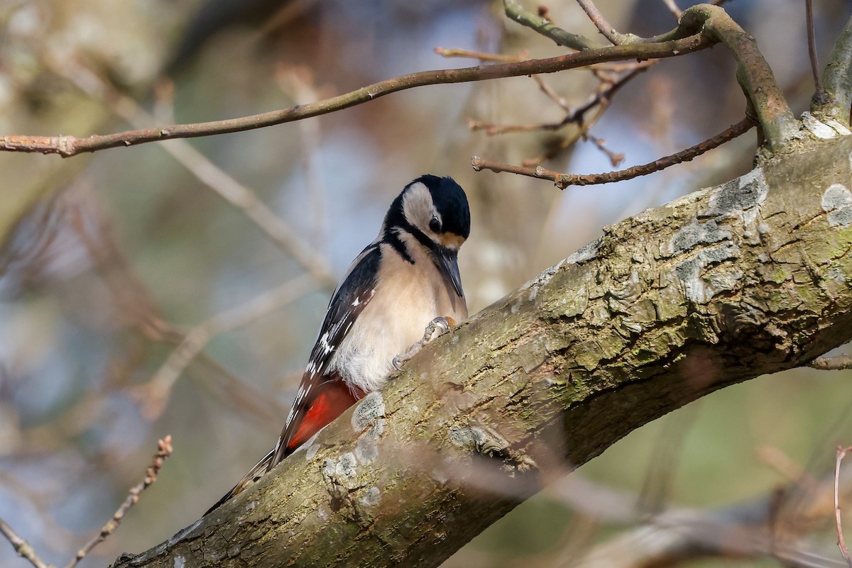 Great Spotted Woodpecker - ML538660101