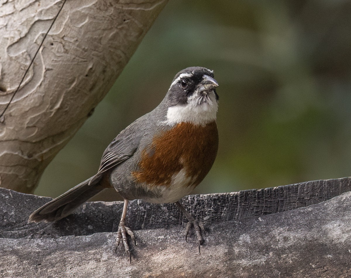 Chestnut-breasted Mountain Finch - ML538660981