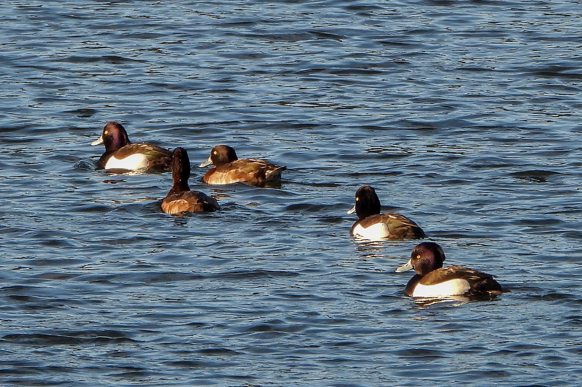 Tufted Duck - ML538662681