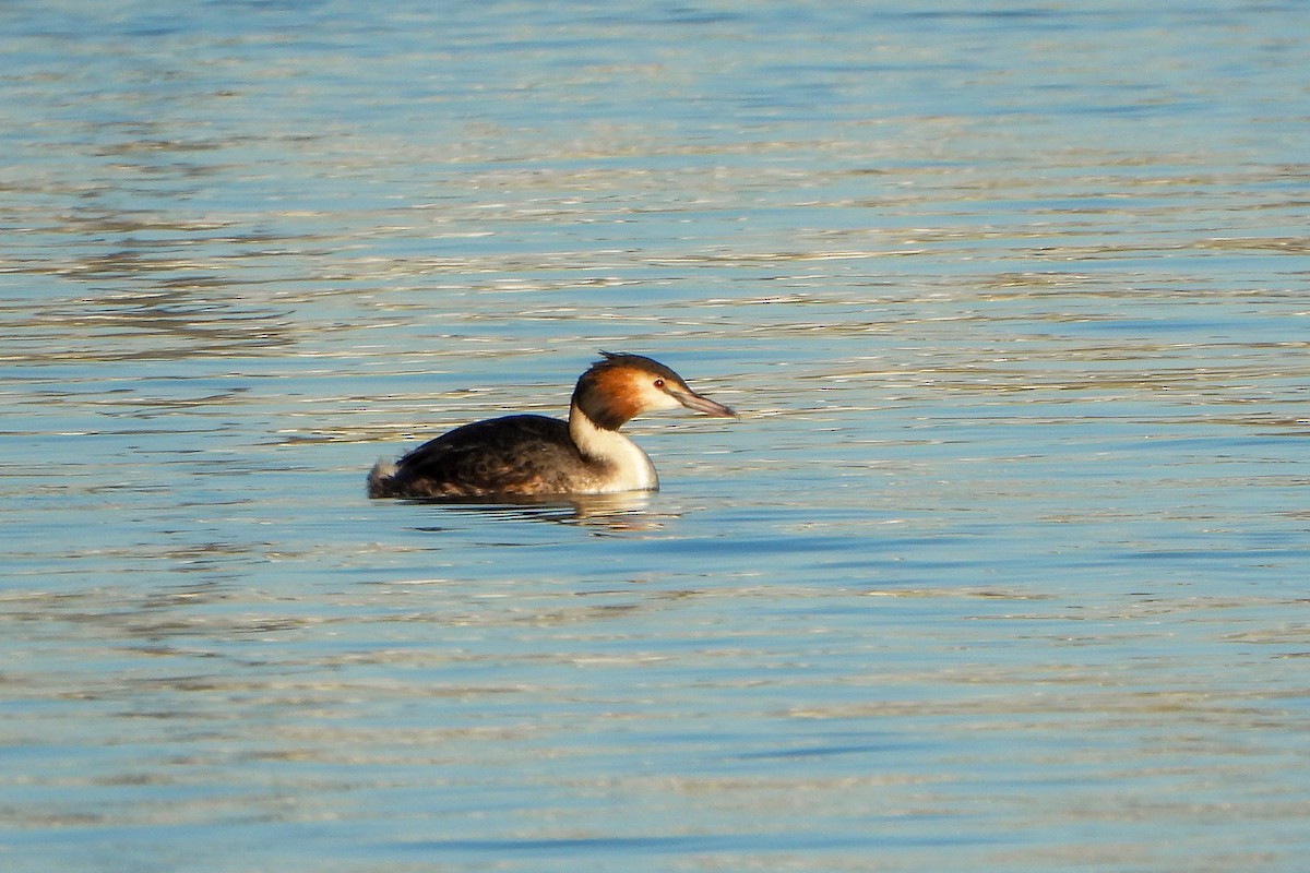 Great Crested Grebe - ML538662791