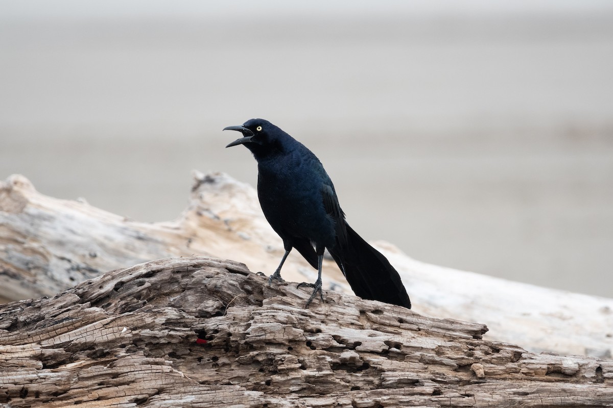 Great-tailed Grackle - ML538664381
