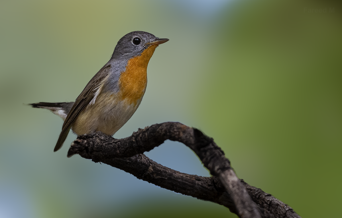 Red-breasted Flycatcher - ML538664951