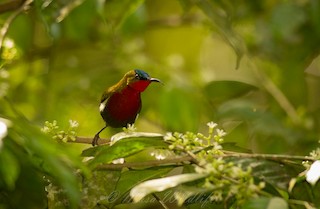 White-flanked Sunbird - Aethopyga eximia - Birds of the World