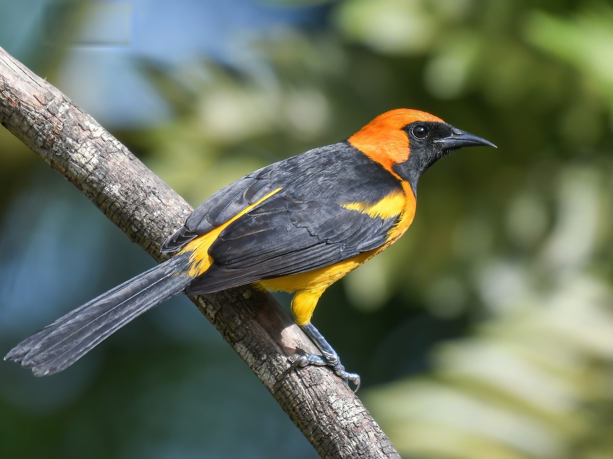 orange-crowned-oriole-icterus-auricapillus-birds-of-the-world