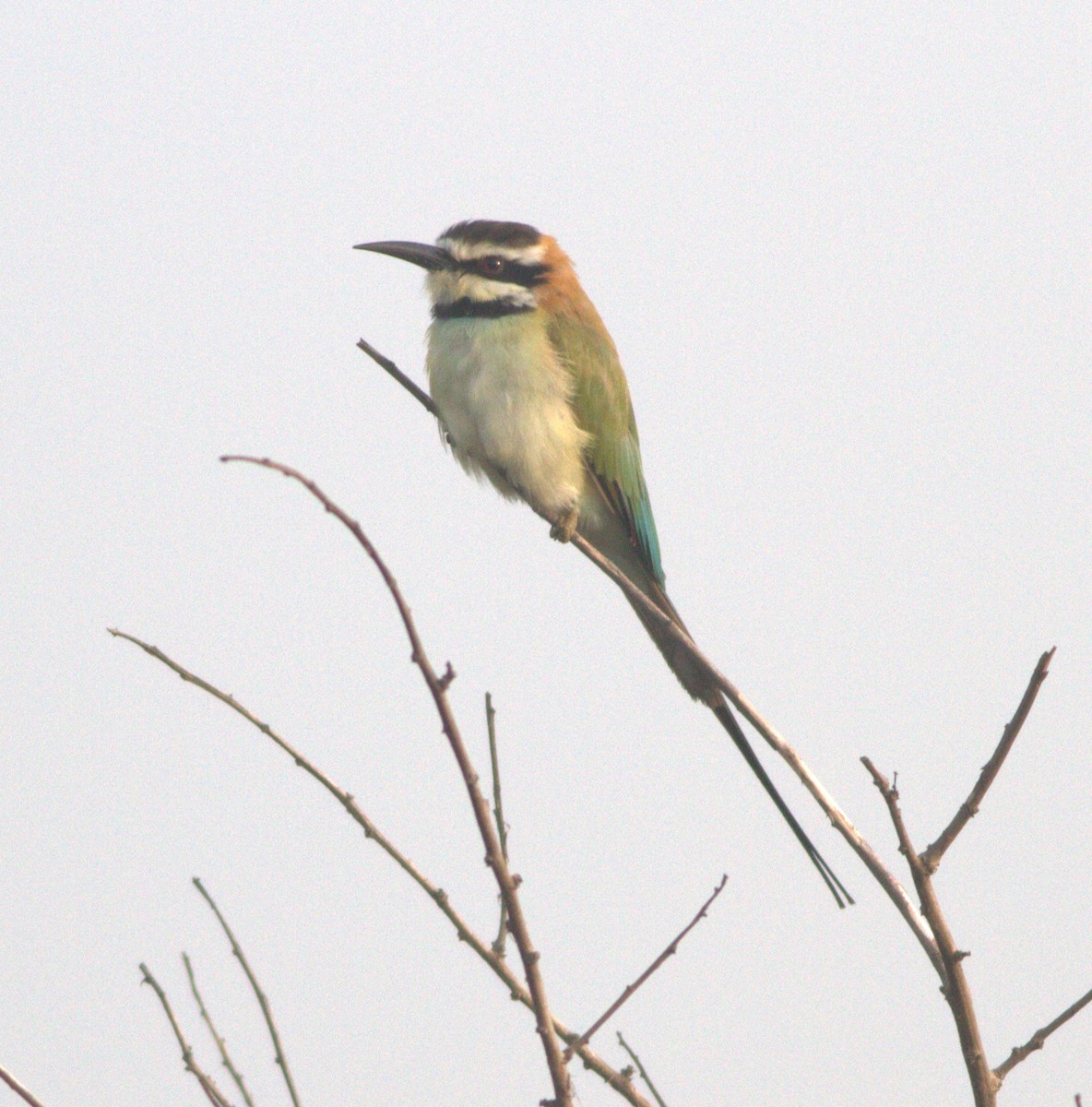 White-throated Bee-eater - ML53868121