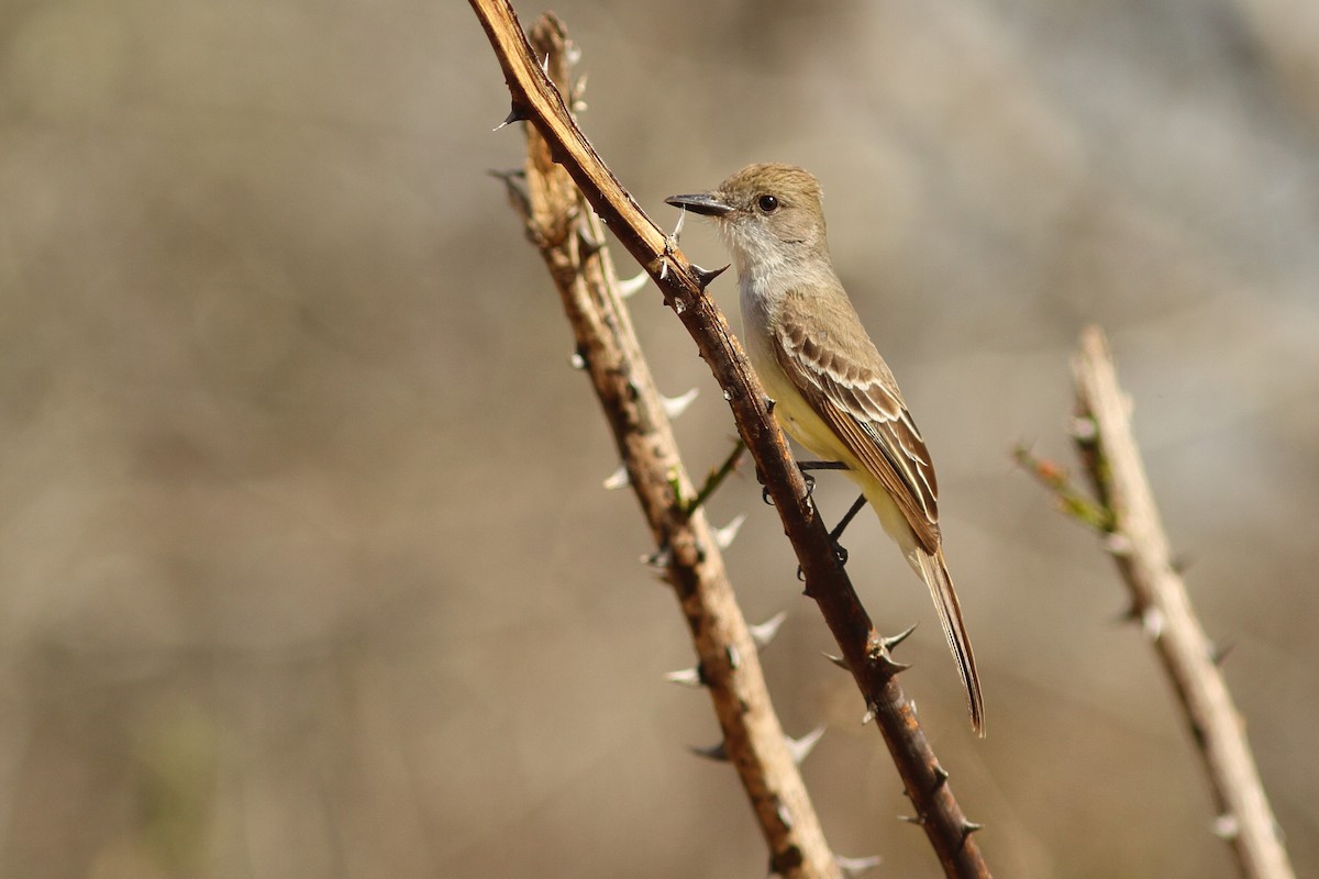 Brown-crested Flycatcher (South American) - Simon Feys