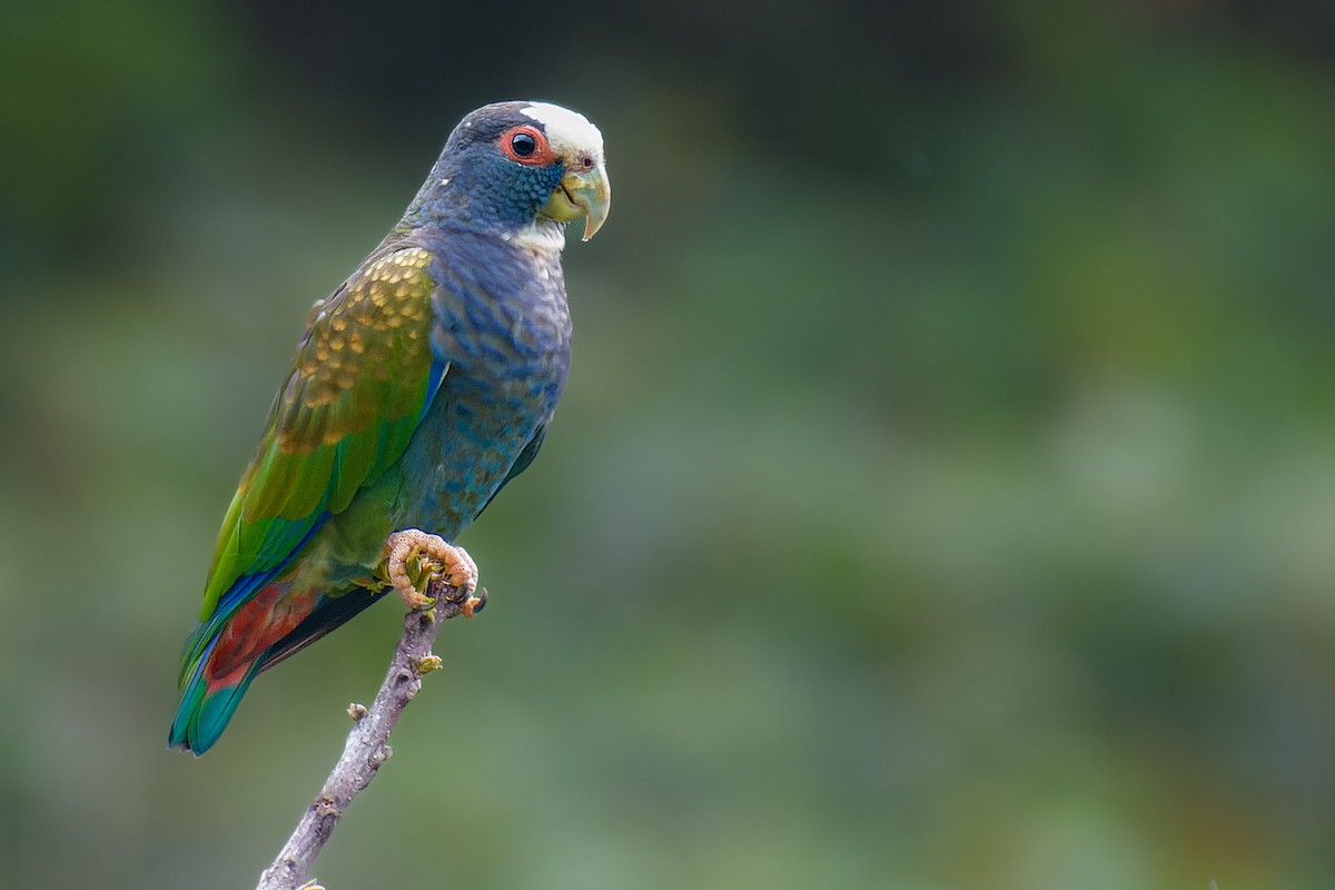 White-crowned Parrot - ML538696541