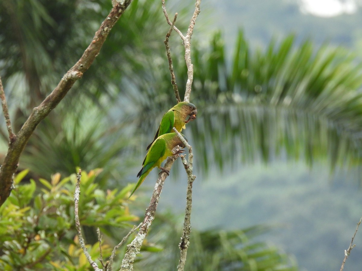 Brown-throated Parakeet - ML538697501