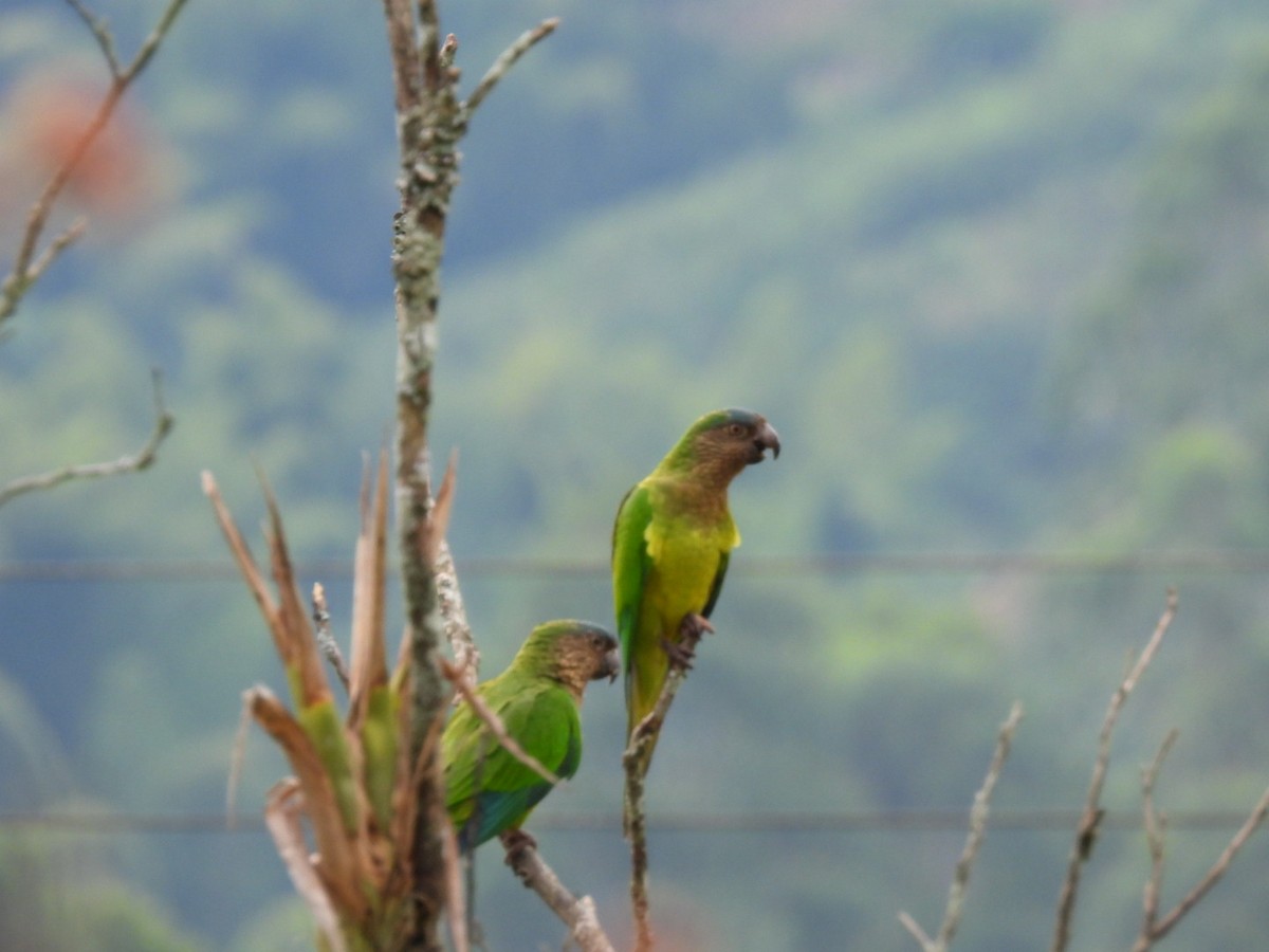 Brown-throated Parakeet - ML538697641