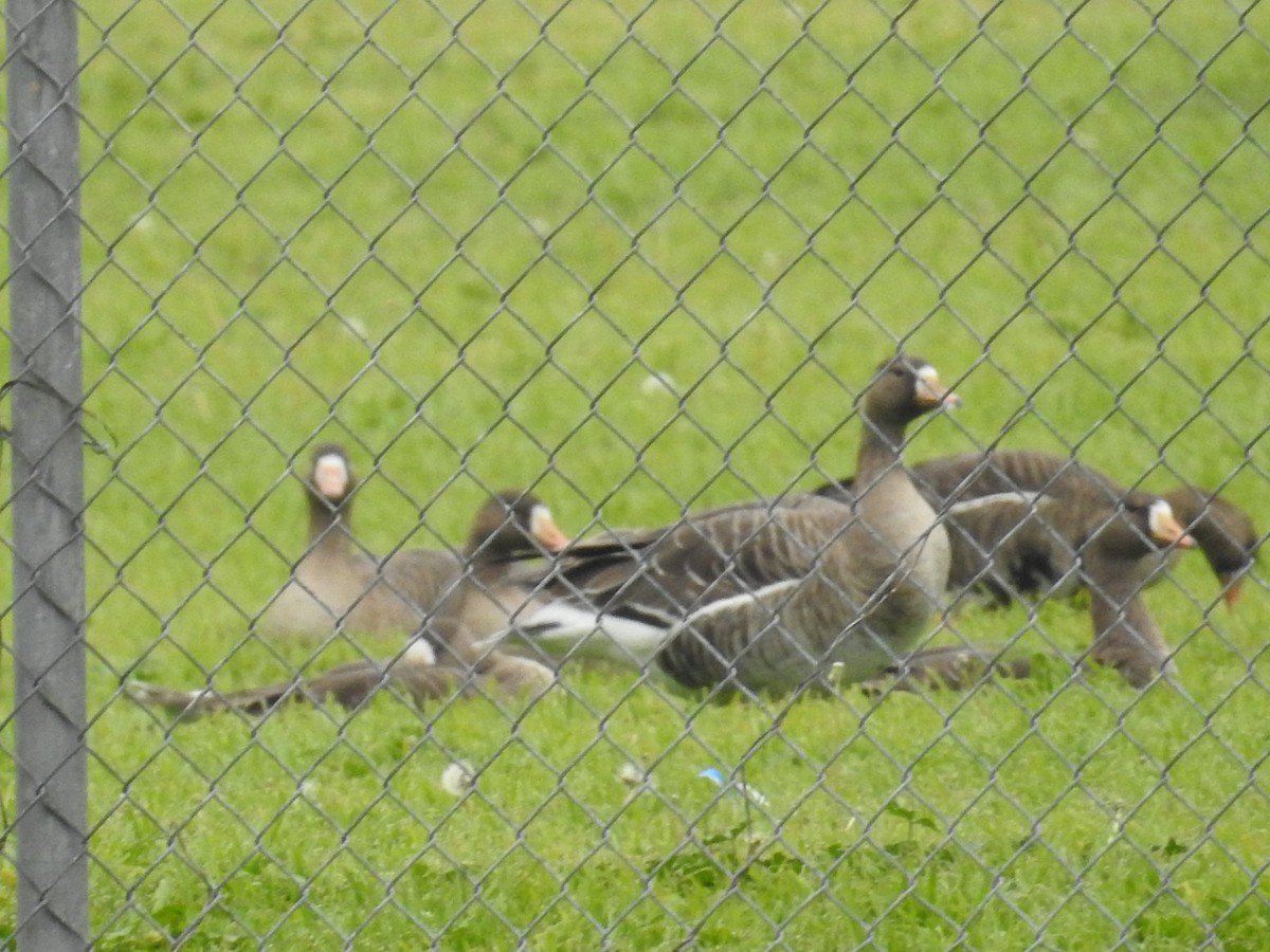 Greater White-fronted Goose - ML538698771