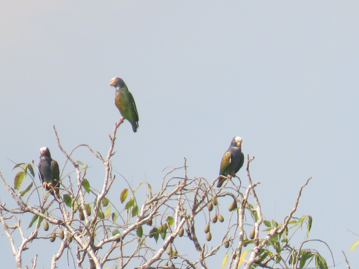 White-crowned Parrot - ML538700061