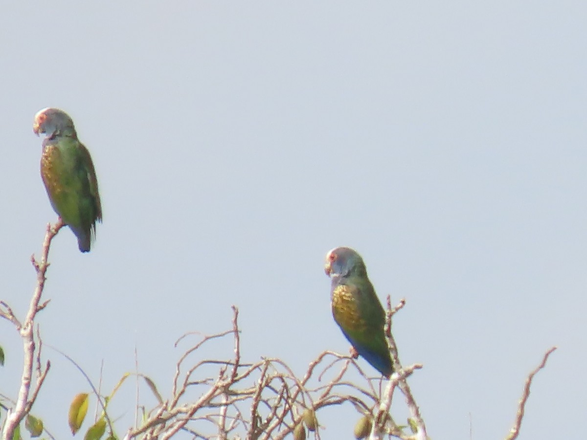 White-crowned Parrot - ML538700191