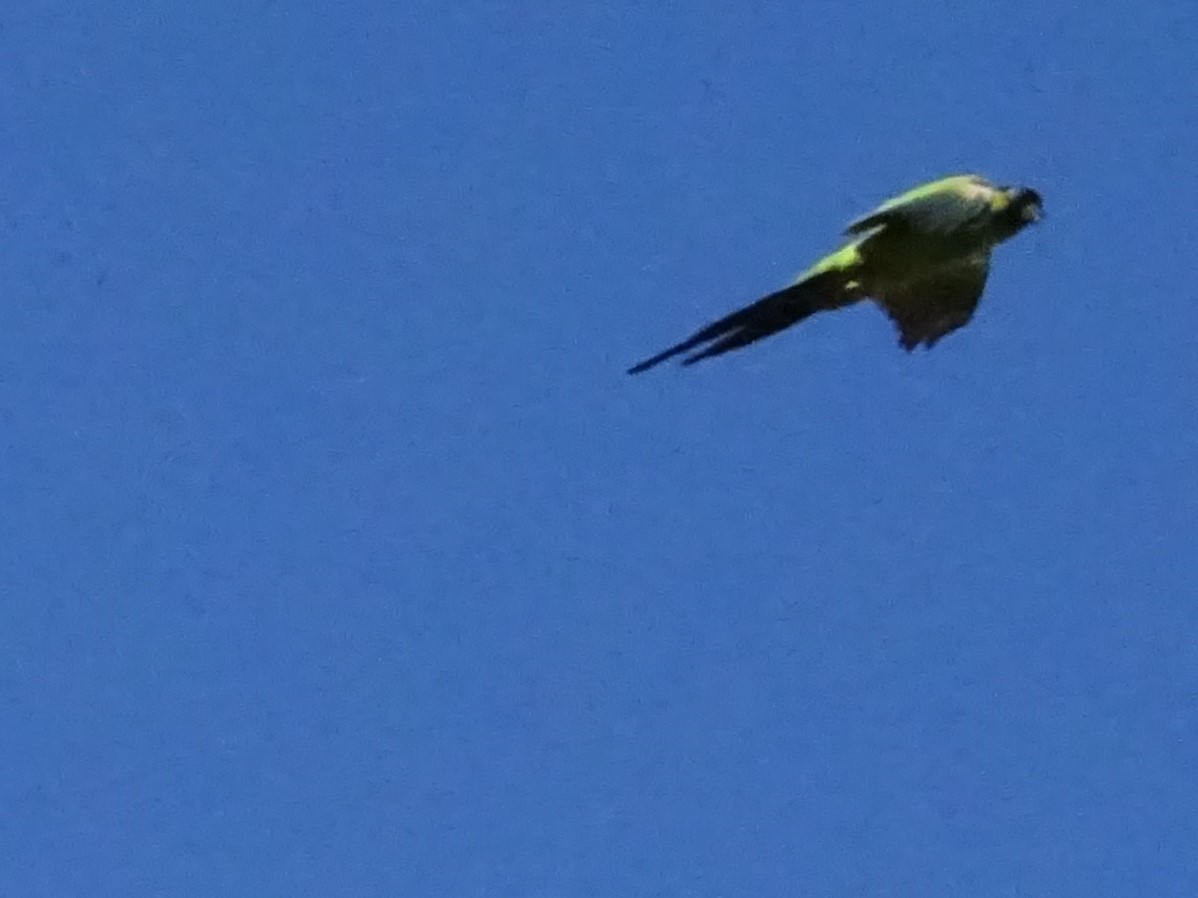Nanday Parakeet - ADRIAN GRILLI