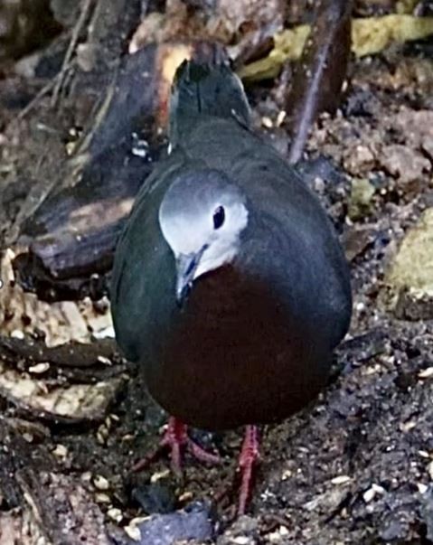 Maroon-chested Ground Dove - ML538709271