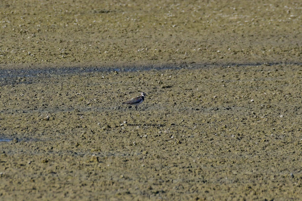 Northern Lapwing - Watter AlBahry
