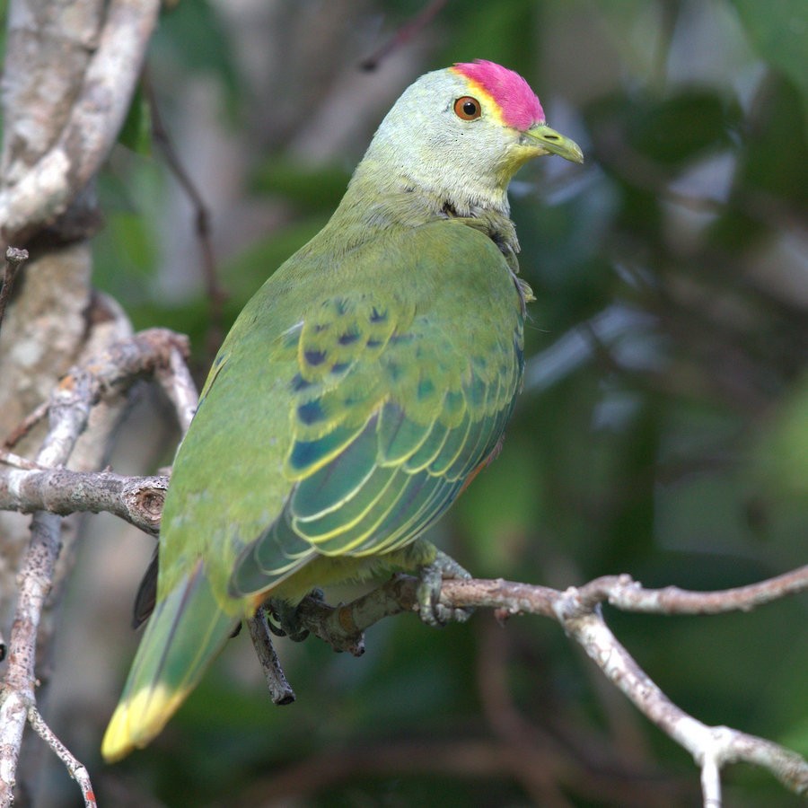 Rose-crowned Fruit-Dove - ML53871021