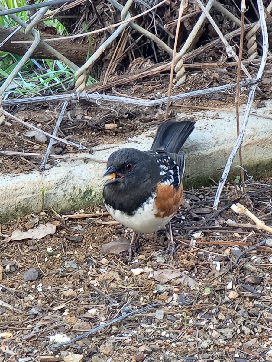 Spotted Towhee - ML538710751