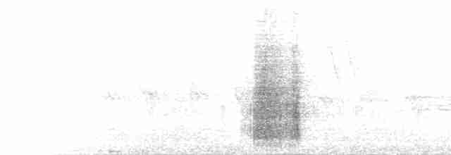  - Fawn-breasted Bowerbird