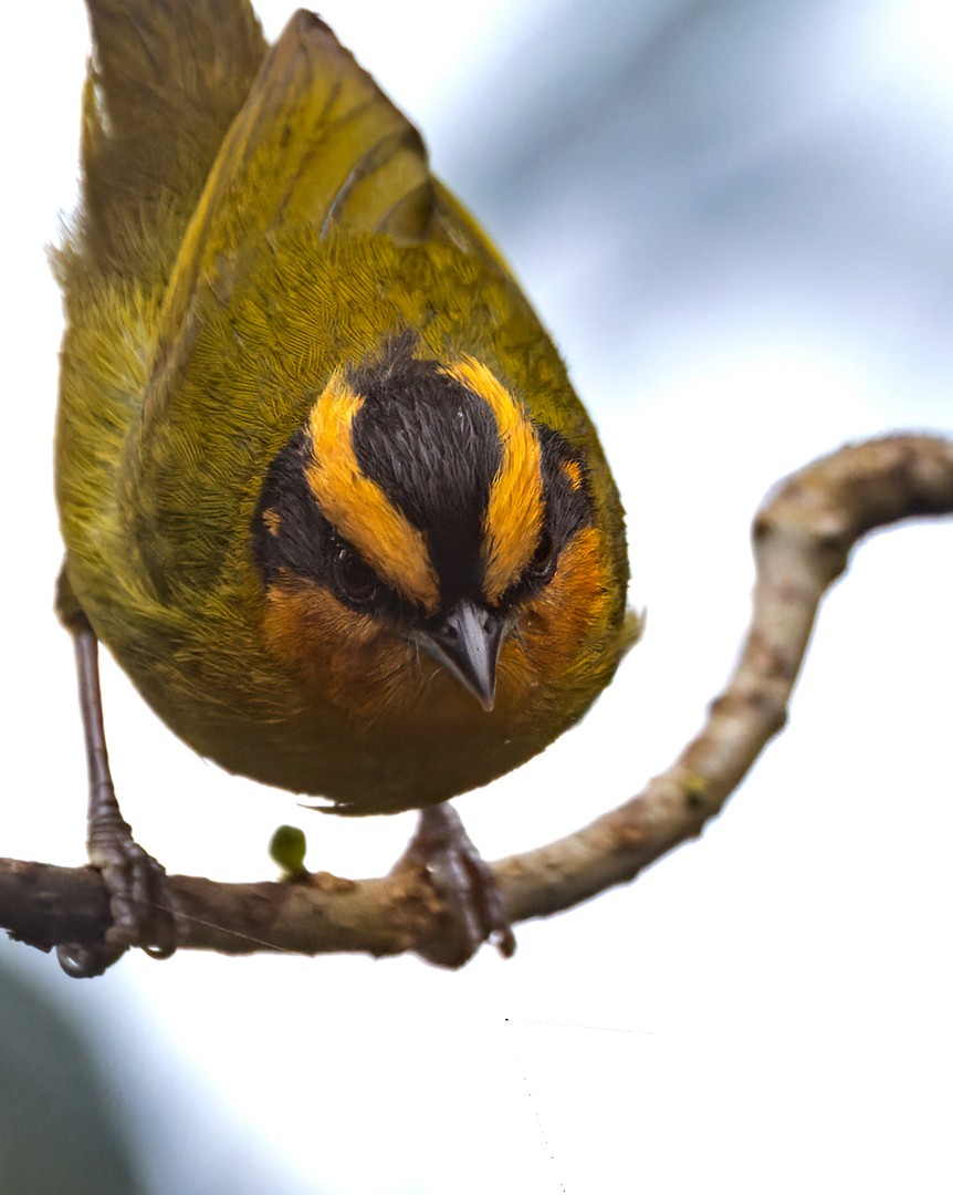 Orange-browed Hemispingus - Lars Petersson | My World of Bird Photography