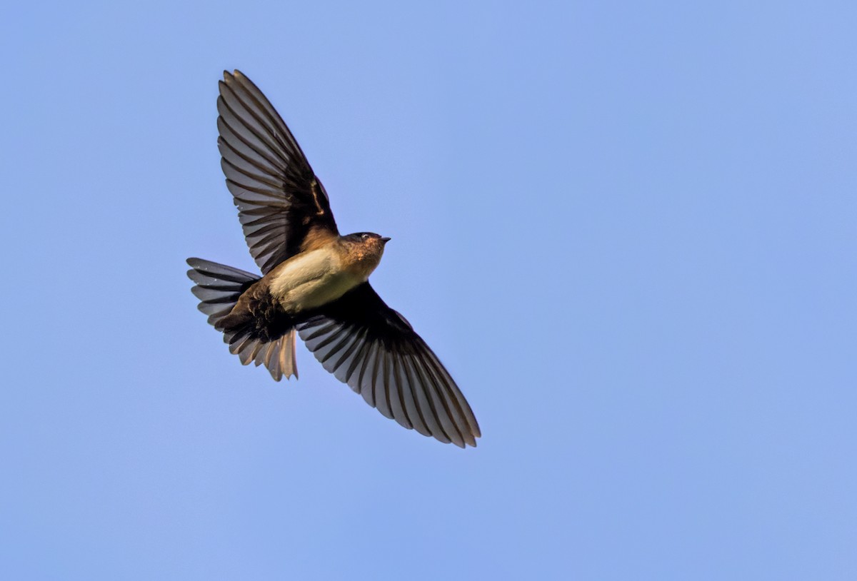 Pale-footed Swallow - ML538712341