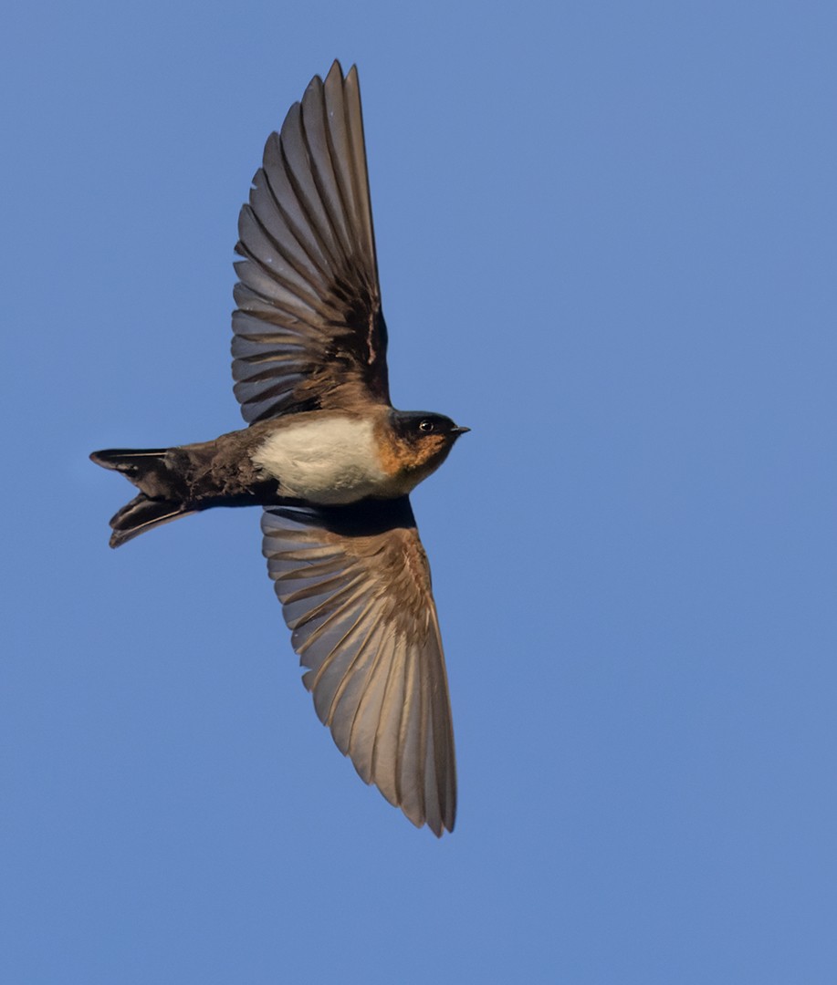 Pale-footed Swallow - Lars Petersson | My World of Bird Photography