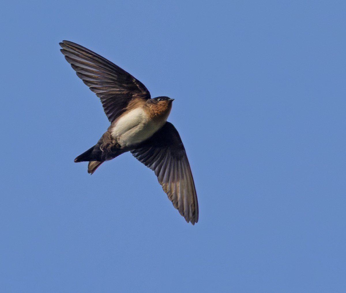 Pale-footed Swallow - ML538712361