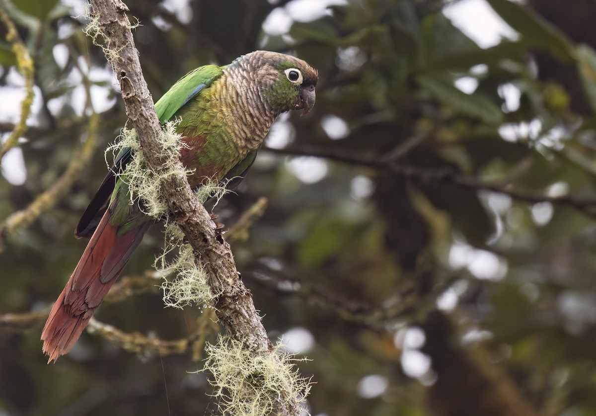 Green-cheeked Parakeet - Lars Petersson | My World of Bird Photography
