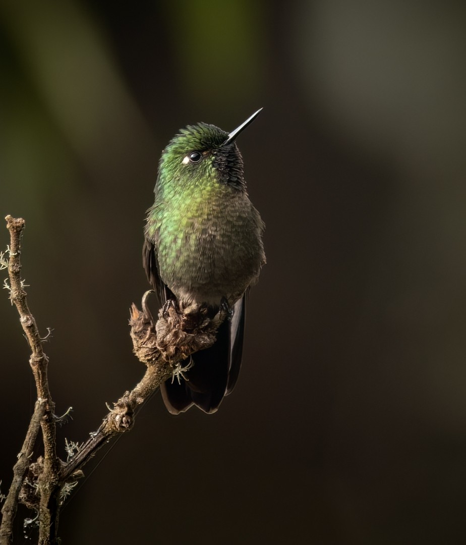 kolibřík dřišťálový - ML538712391