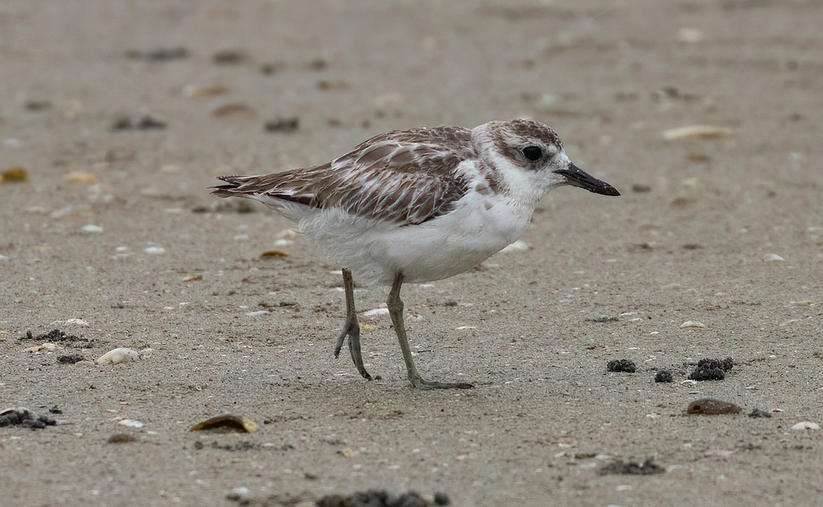 Red-breasted Dotterel - ML538713531