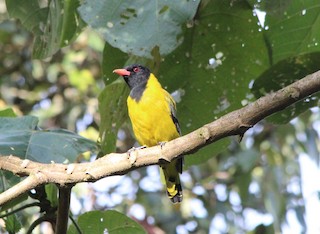  - Black-tailed Oriole