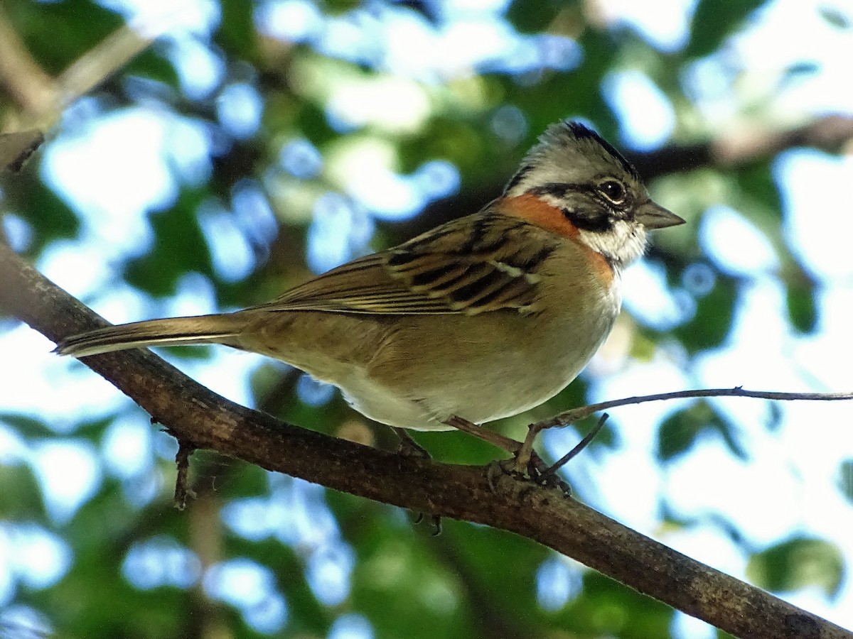 Rufous-collared Sparrow - ML53872411