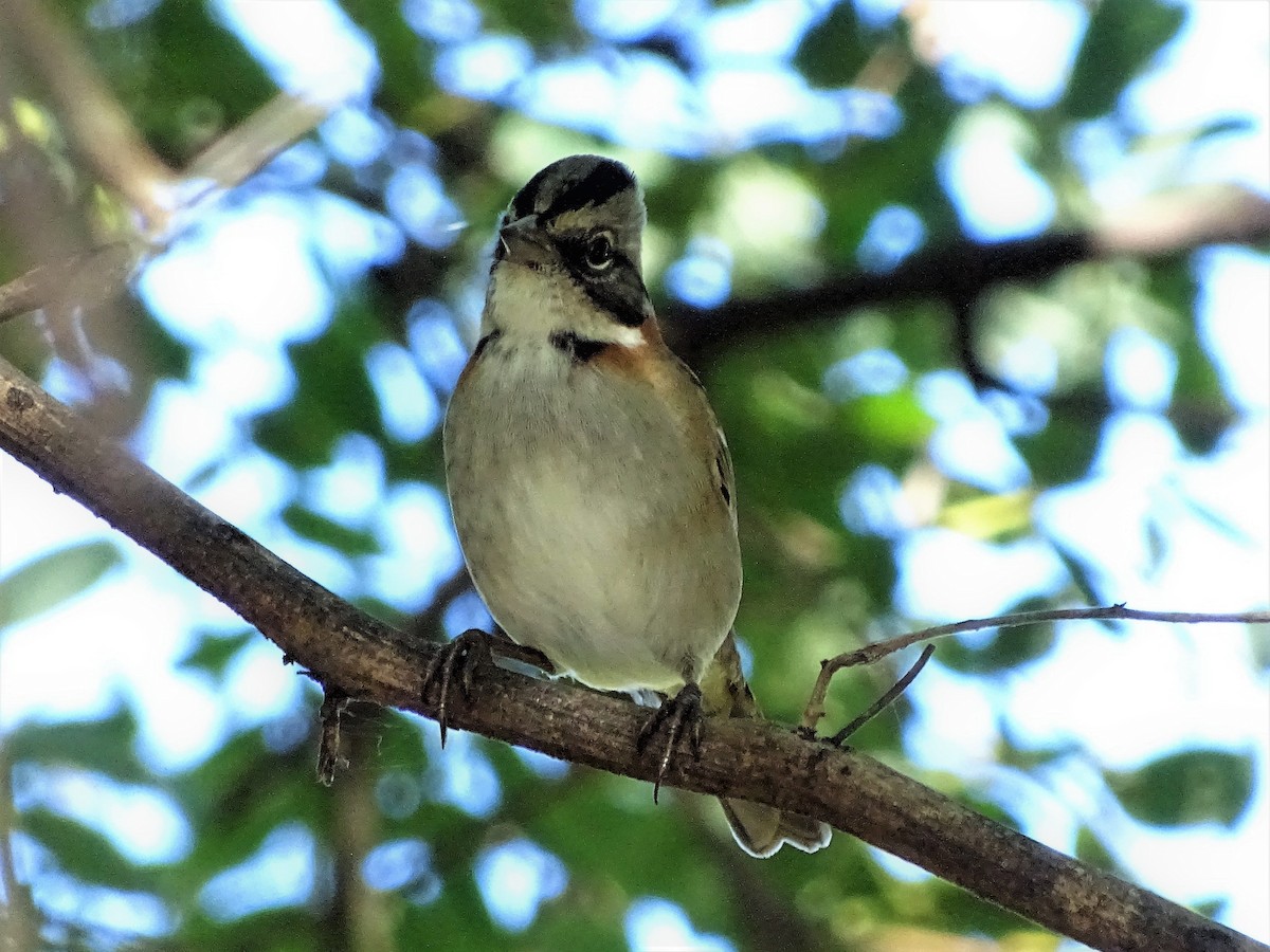 Rufous-collared Sparrow - ML53872421