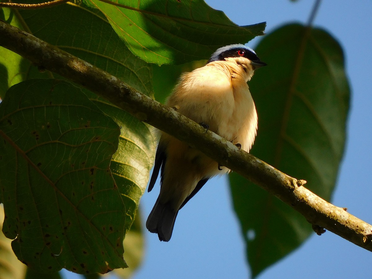 Fawn-breasted Tanager - ML538726431