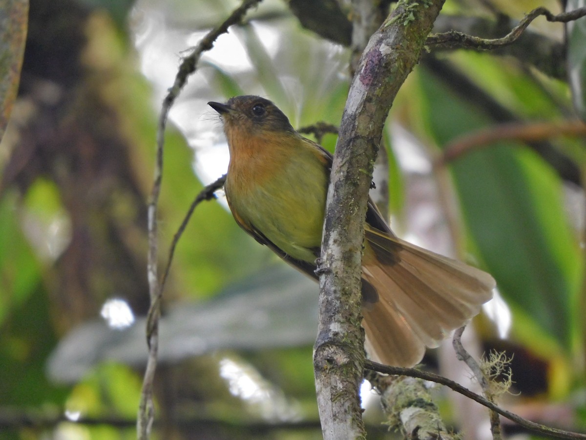 Rufous-breasted Flycatcher - ML538726911