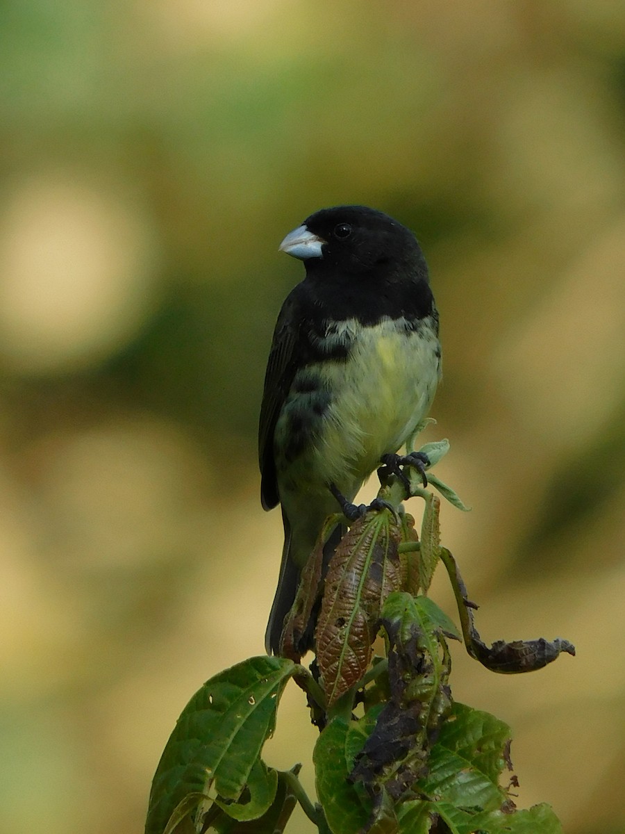 Yellow-bellied Seedeater - ML538728861