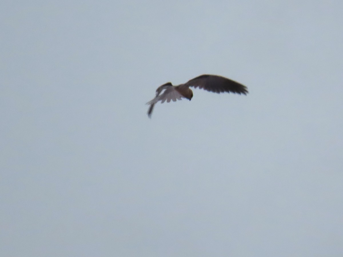 White-tailed Kite - ML538728981