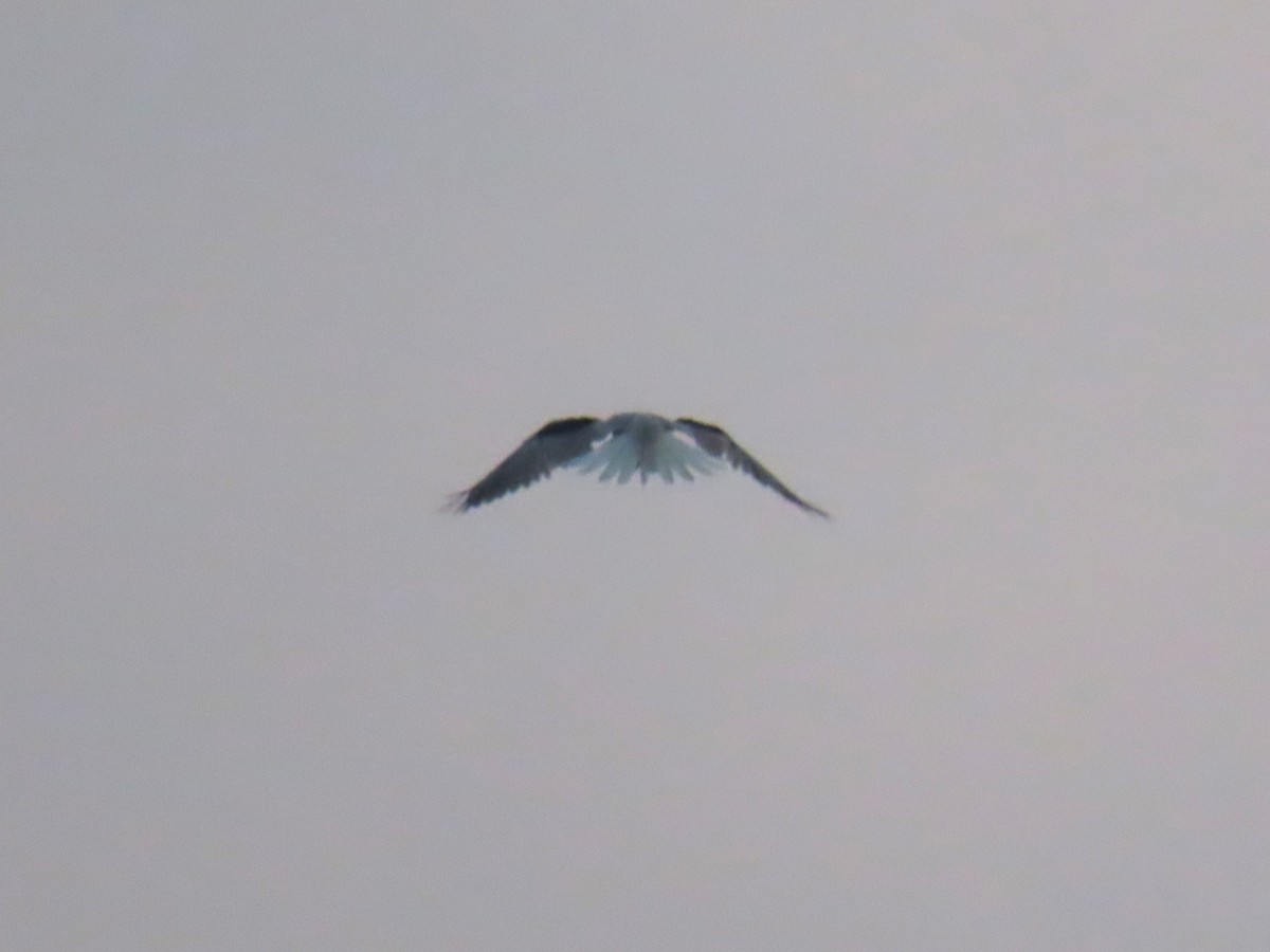 White-tailed Kite - ML538729021