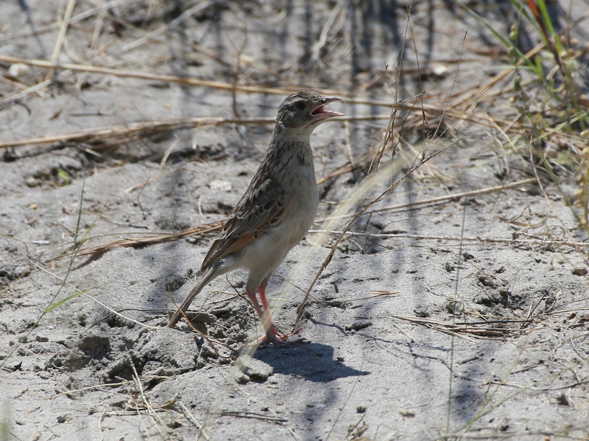 African Pipit - Dorothy Wadlow
