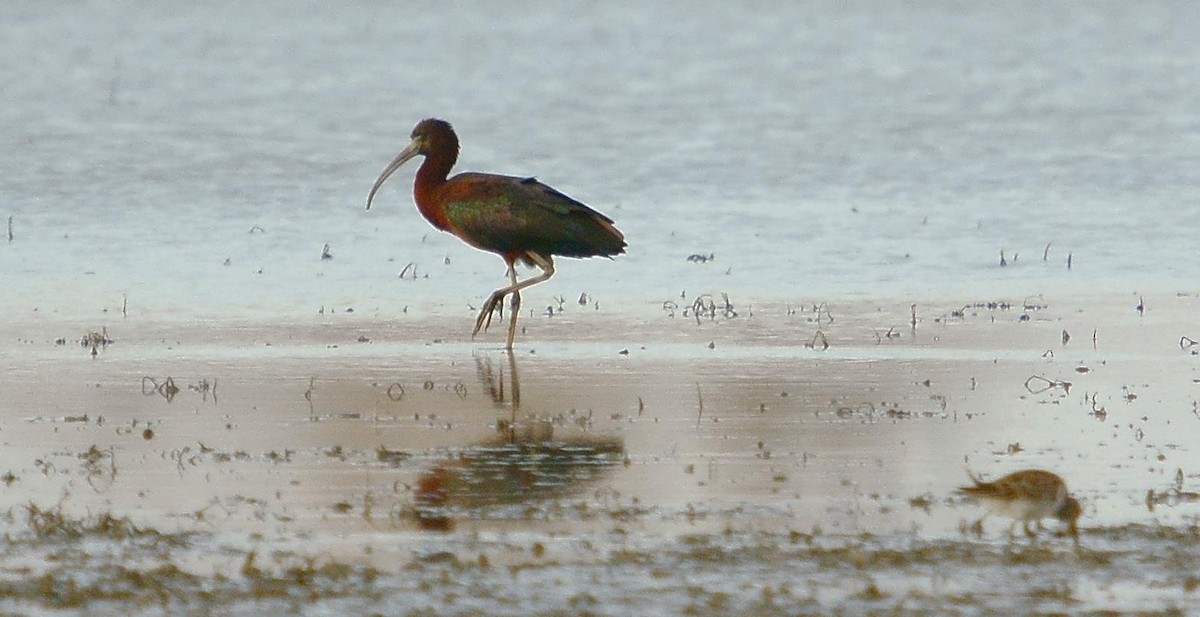 Glossy Ibis - Dave Smith