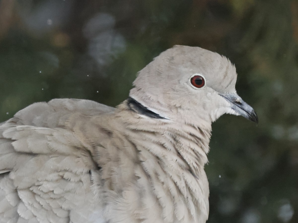 Eurasian Collared-Dove - ML538740971