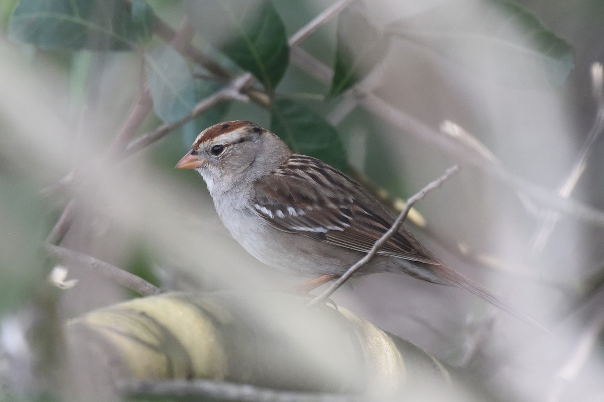 White-crowned Sparrow - ML538748191