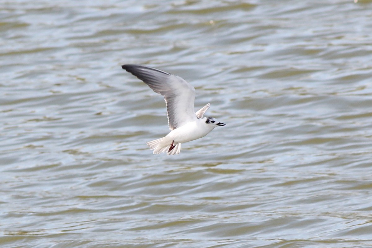 White-winged Tern - ML538749141