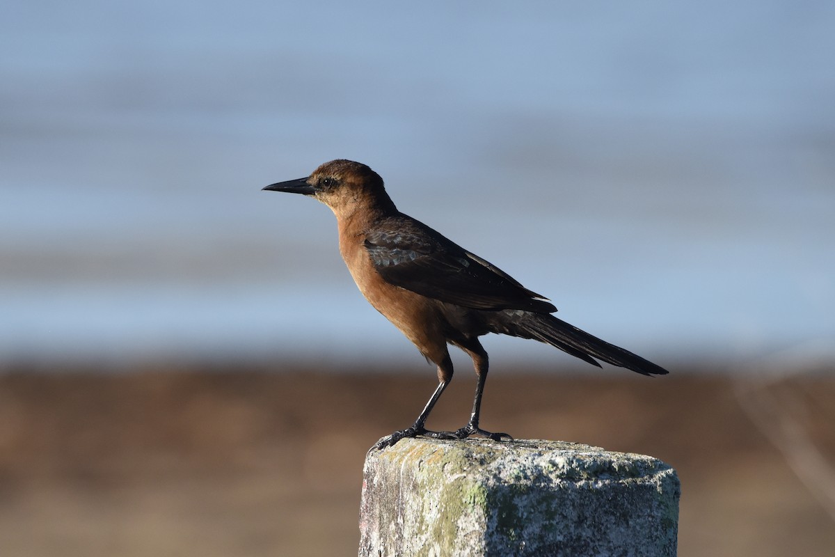 Boat-tailed Grackle - ML538750631