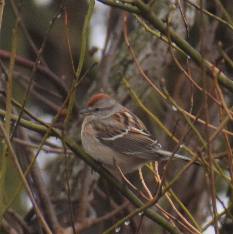 American Tree Sparrow - ML538751321