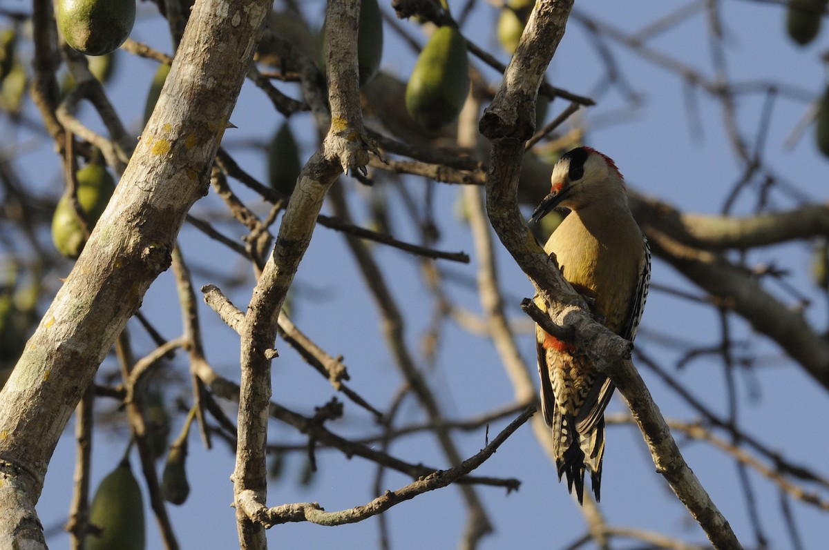 West Indian Woodpecker - ML538752531