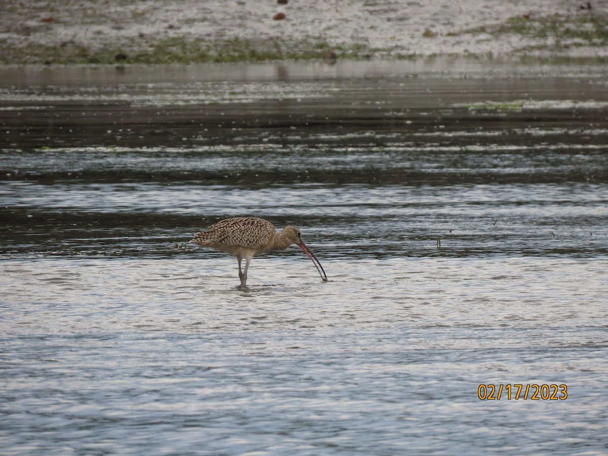 Long-billed Curlew - ML538754161